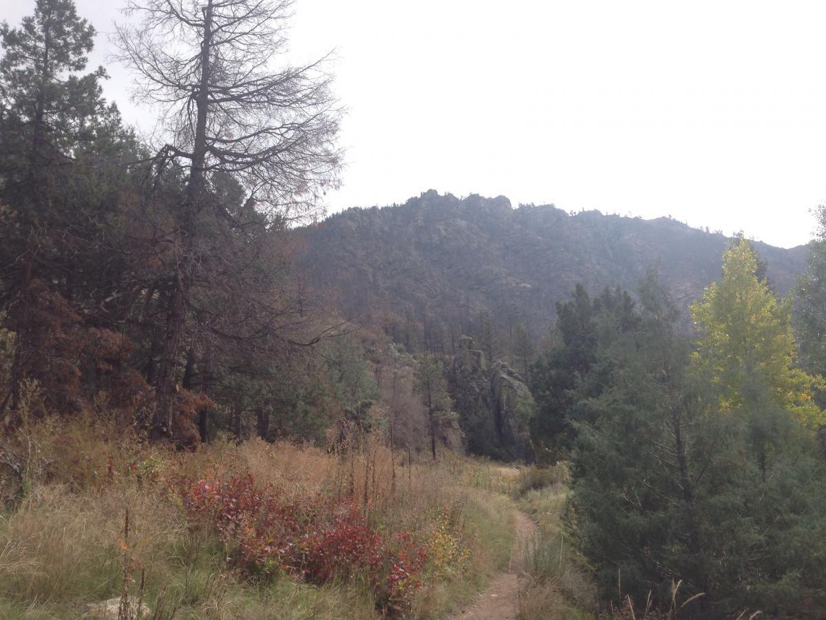A scenic view of a mountain landscape featuring a winding dirt path surrounded by a mix of evergreen and deciduous trees. In the foreground, areas of dry grass and colorful shrubs can be seen, while rocky mountains rise in the background under a cloudy sky. Hewlett Gulch mountain bike trail.
