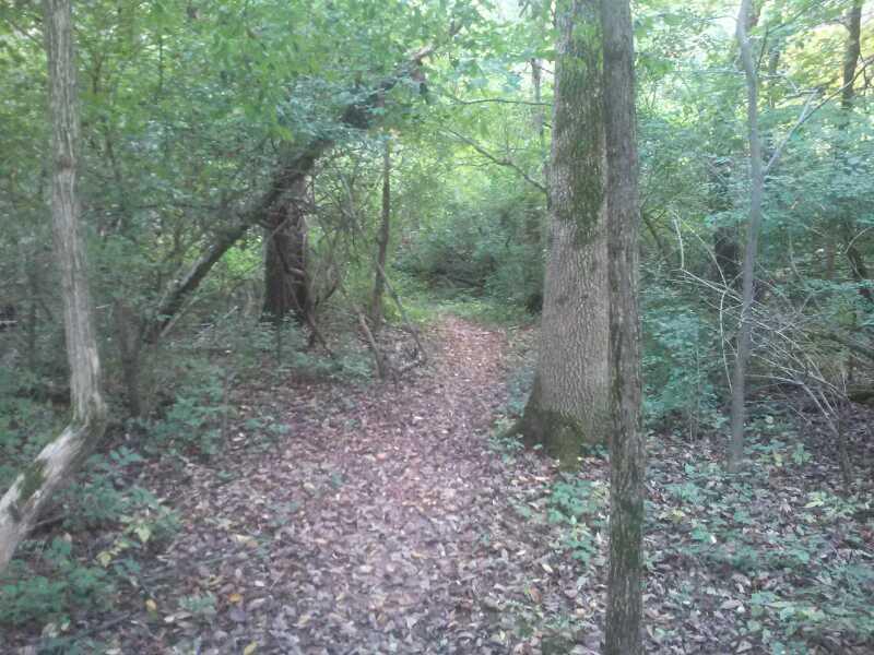 A narrow dirt path winding through a dense green forest, surrounded by trees and vegetation. The ground is covered with fallen leaves, creating a natural carpet along the trail. John Bryan State Park mountain bike trail.