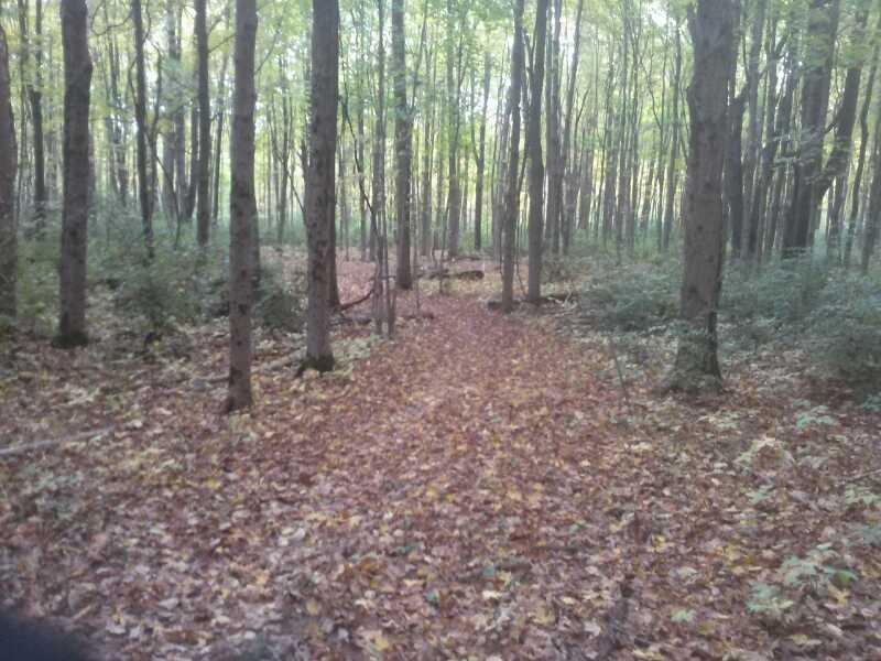A peaceful forest scene featuring a dirt path winding through trees with green foliage and a carpet of fallen leaves. The sunlight filters through the canopy, creating a serene atmosphere in the woodland. John Bryan State Park mountain bike trail.