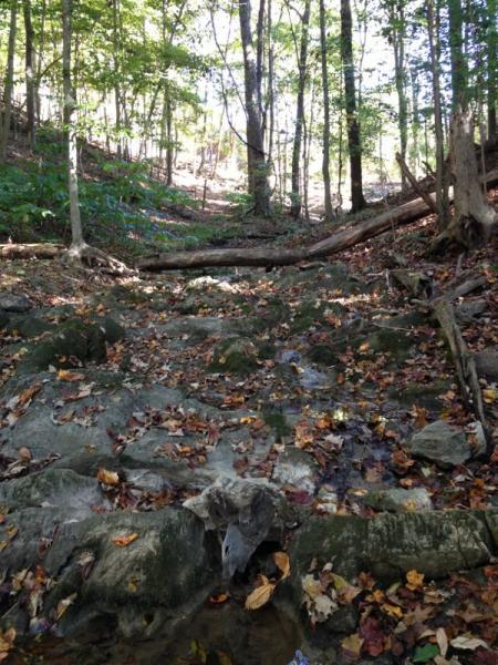A rocky forest path covered with fallen leaves, flanked by trees with green foliage, leading upwards through a wooded area. The ground is uneven with scattered stones, and fallen logs can be seen across the trail. Sunlight filters through the trees, creating a serene, natural atmosphere. Warriors' Path State Park mountain bike trail.