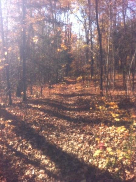 A tranquil forest path covered in fallen autumn leaves, with trees lining both sides and dappled sunlight filtering through the branches. The scene conveys a sense of peacefulness and the beauty of nature during the fall season. Monestary Trails mountain bike trail.