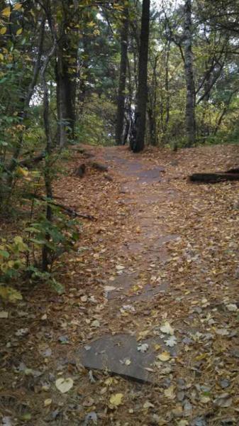 A winding dirt path covered in fallen leaves, surrounded by trees with autumn foliage. The scene captures the serene beauty of a forest in fall. Lowes Creek mountain bike trail.
