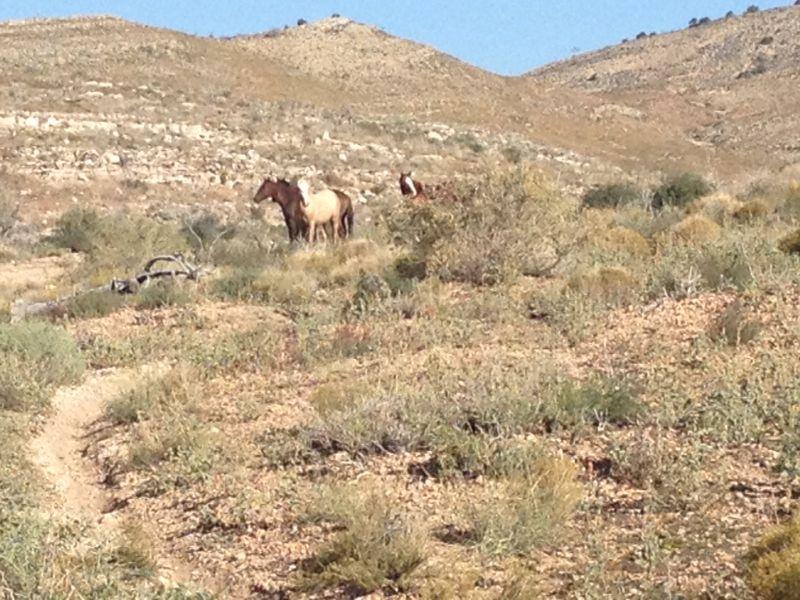 Two horses standing in a rugged, arid landscape with hills in the background. The terrain is dotted with sparse vegetation, and a dirt path is visible leading through the scene. The sky is clear, indicating a sunny day. Deadhorse Loop mountain bike trail.