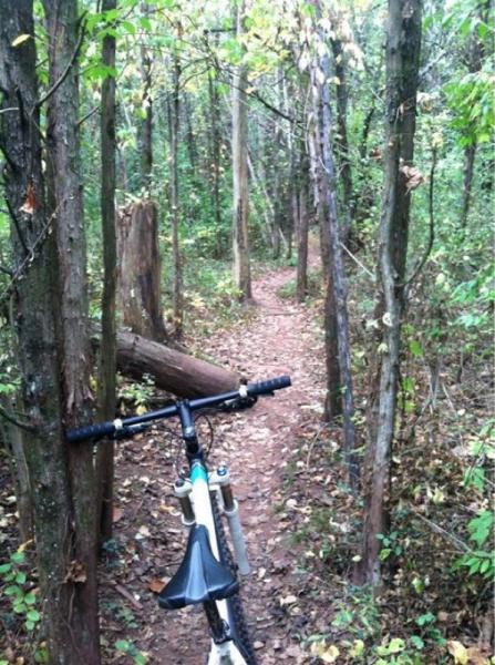 Mountain bike resting on a narrow dirt path surrounded by dense greenery and trees in a forested area. The trail winds through the woods, with fallen logs and scattered leaves indicating a natural setting. Six Mile Run mountain bike trail.