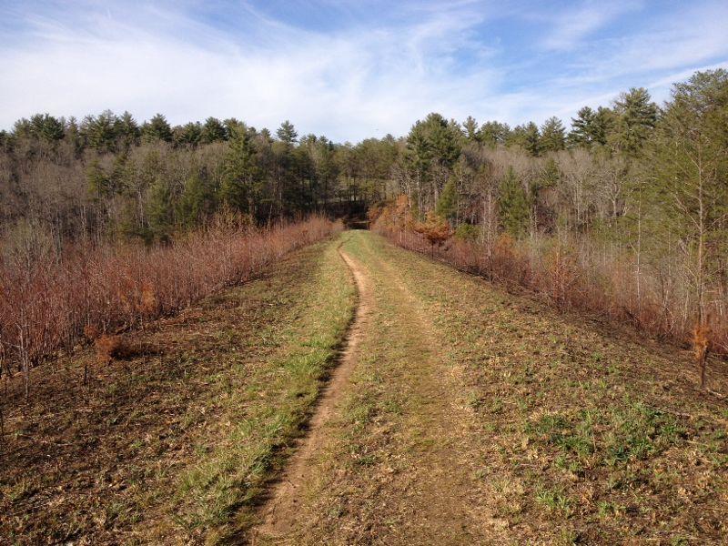 A winding dirt path leads through a wooded area, with green grass and bushes on either side. The path is flanked by sparse trees, showcasing early spring foliage. In the distance, the path appears to ascend into denser woodland under a partly cloudy sky. Bull / Jake Mountain mountain bike trail.
