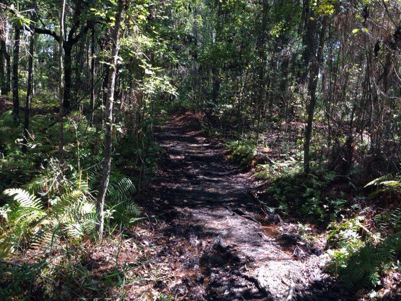 A narrow dirt path winding through a dense forest, surrounded by green ferns and trees, with dappled sunlight filtering through the leaves. The ground appears slightly muddy, indicating recent moisture. Tillie Fowler Regional Park mountain bike trail.