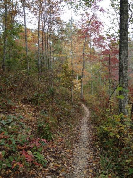 A winding forest trail surrounded by colorful autumn foliage. The path is narrow and lined with fallen leaves, with trees displaying shades of yellow, orange, and red on either side. The scene captures a serene and tranquil natural setting. Tsali Thompson Loop mountain bike trail.