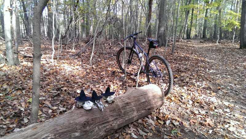 A mountain bike leaning against a tree in a wooded area, with fallen leaves scattered on the ground. In the foreground, there is a log decorated with two small skulls wearing black witch hats. Seneca Ridge Trail mountain bike trail.