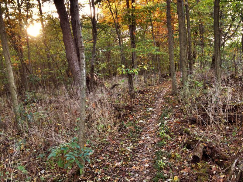 A scenic woodland path winding through trees with autumn foliage, illuminated by the soft glow of the setting sun. Dry leaves and grasses line the trail, creating a tranquil atmosphere in a natural setting. Tk Lawless State Park mountain bike trail.