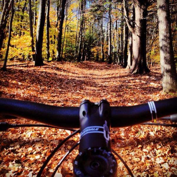 A view from the handlebars of a bike on a forest trail covered with autumn leaves, surrounded by tall trees with golden and orange foliage under a clear blue sky. Kingman Farm mountain bike trail.