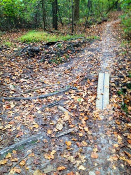 A muddy forest trail covered with fallen leaves, featuring exposed tree roots and a wooden plank bridge. The path winds through a lush green wooded area. Governor's Creek mountain bike trail.