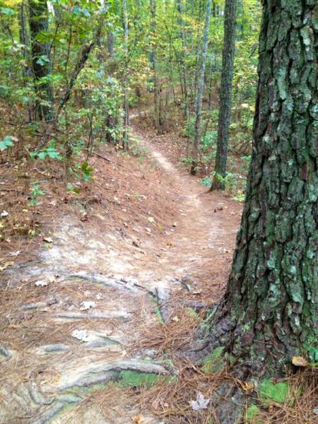A winding dirt path through a wooded area, featuring a large tree on the right and a carpet of fallen leaves and pine needles along the trail. The forest is lush with green foliage, indicating a serene outdoor setting. Governor's Creek mountain bike trail.