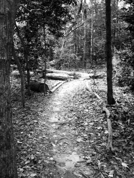 A winding dirt path through a dense forest, surrounded by trees and fallen leaves, featuring logs and branches on the ground. The image is in black and white. Governor's Creek mountain bike trail.