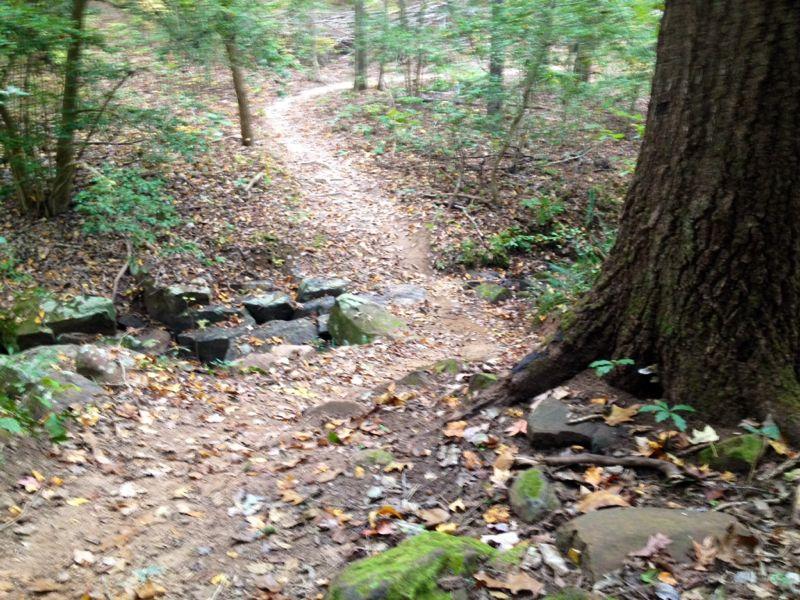 A winding dirt path through a forest, surrounded by trees and scattered autumn leaves. A large tree trunk on the right and a small rocky stream bed is visible in the foreground. Governor's Creek mountain bike trail.