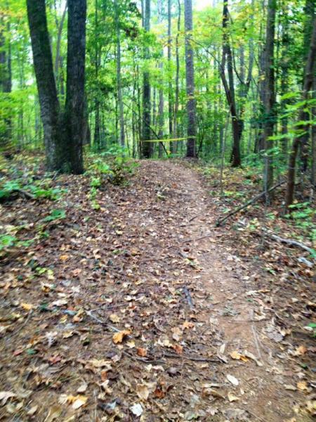A dirt trail winding through a lush forest of green trees, with fallen leaves scattered on the ground. The path appears to lead deeper into the woods, surrounded by various plants and underbrush. Governor's Creek mountain bike trail.
