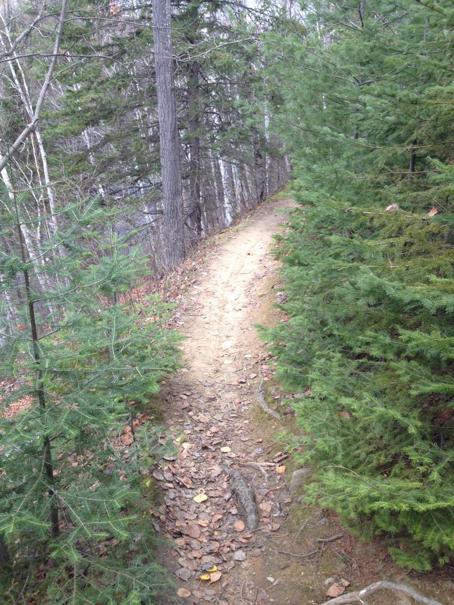 A narrow dirt path winding through a forest, lined with evergreen trees on either side. The ground is covered with fallen leaves and exposed roots, suggesting a natural, rustic hiking trail. The scene is serene and illustrates a peaceful outdoor environment. Canadore Trails mountain bike trail.