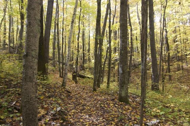 A serene forest scene featuring tall trees with vibrant yellow leaves, a soft dirt path winding through the woods, and a carpet of fallen leaves on the ground, suggesting a peaceful autumn atmosphere. Rock Lake mountain bike trail.