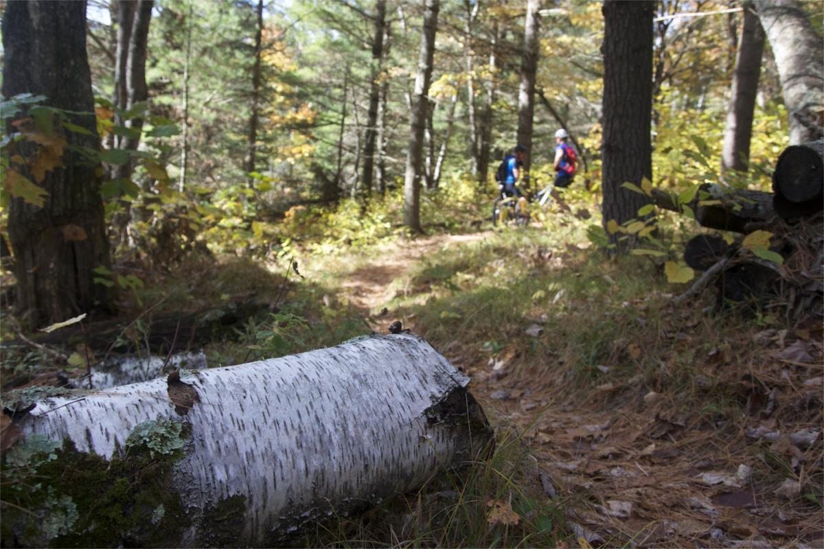 Two mountain bikers are seen in the background riding along a wooded path, while a birch log lies in the foreground. The scene is set in a forest with vibrant autumn foliage, showcasing a mix of green and yellow leaves. Sunlight filters through the trees, creating a serene outdoor atmosphere. Rock Lake mountain bike trail.
