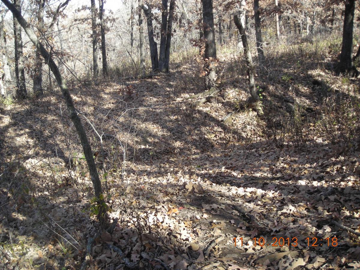 A forest scene featuring trees with bare branches and a ground covered in fallen leaves. The sunlight filters through the trees, creating dappled shadows on the forest floor. The environment appears calm and serene, typical of a wooded area during autumn. Badger Creek South Trail mountain bike trail.