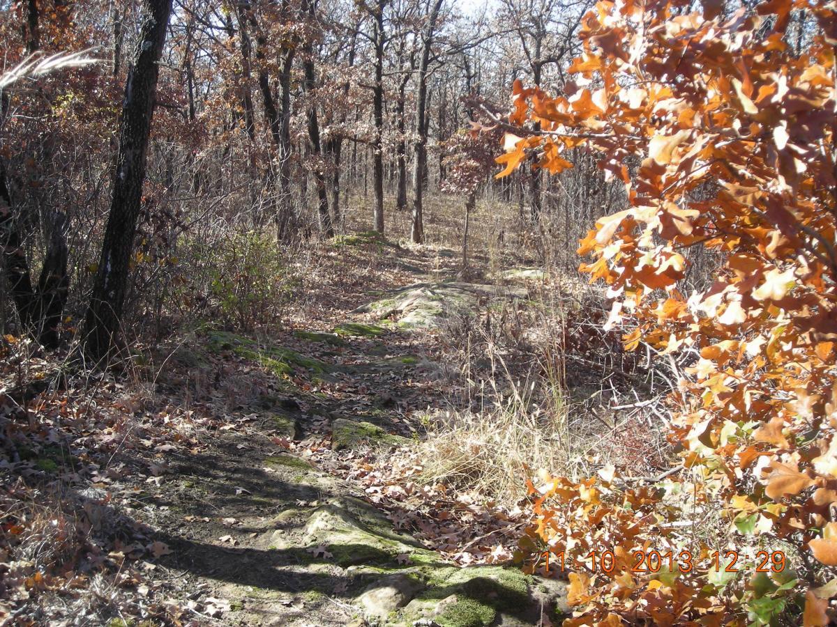 A sunlit dirt trail winding through a wooded area, surrounded by trees with sparse, autumn leaves. The path is lined with rocks and patches of green moss, leading further into the forest. Brown and yellow foliage is visible on the right side of the image, adding to the autumnal atmosphere. Badger Creek South Trail mountain bike trail.