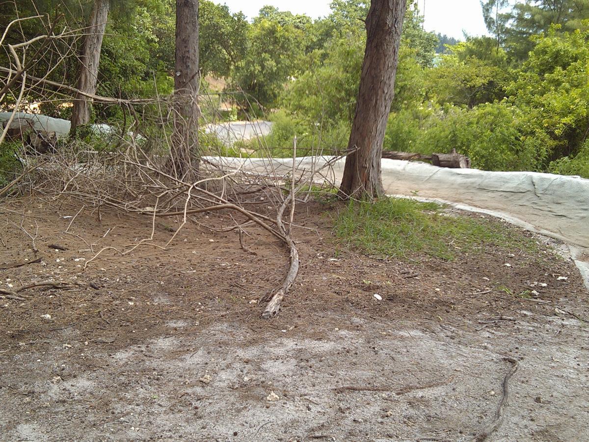 A dirt pathway meanders through a natural area, flanked by trees and overgrown vegetation. Twisted branches and dried leaves are scattered on the ground, indicating a somewhat neglected environment. The scene features a mix of dirt and grass, with some clearings leading to a slightly visible road in the background. Amelia Earhart Park mountain bike trail.