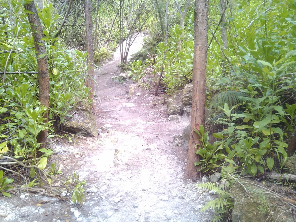 A narrow, winding dirt path surrounded by lush green foliage and trees in a forested area. The trail features rocky sections and a natural, earthy appearance, suggesting a peaceful outdoor environment. Virginia Key North Point mountain bike trail.