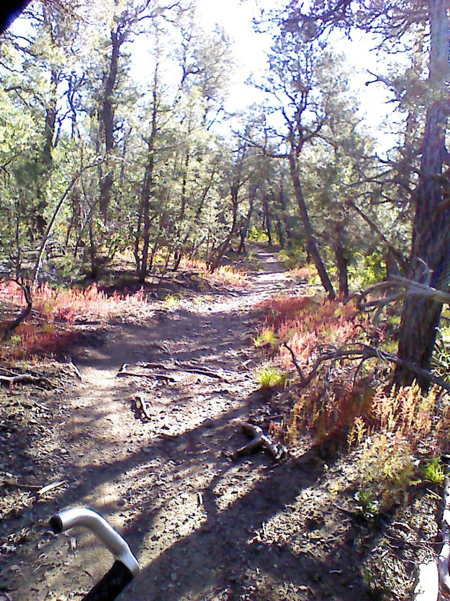 A dirt path winding through a forest with sunlight filtering through trees, surrounded by green foliage and patches of colorful plants. A bike handle is partially visible in the foreground. Drop In mountain bike trail.