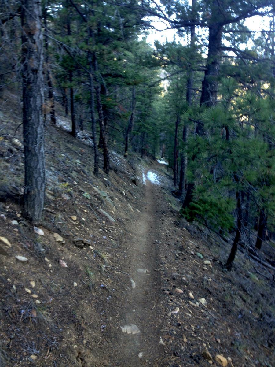 A narrow dirt trail winding through a dense forest, lined with tall pine trees and rocky terrain. The path is slightly winding, surrounded by earthy tones and occasional patches of grass. The sun filters through the branches, creating a serene outdoor atmosphere. Rainbow Trail: Methodist Mountain Thd to Bear Creek Thd mountain bike trail.