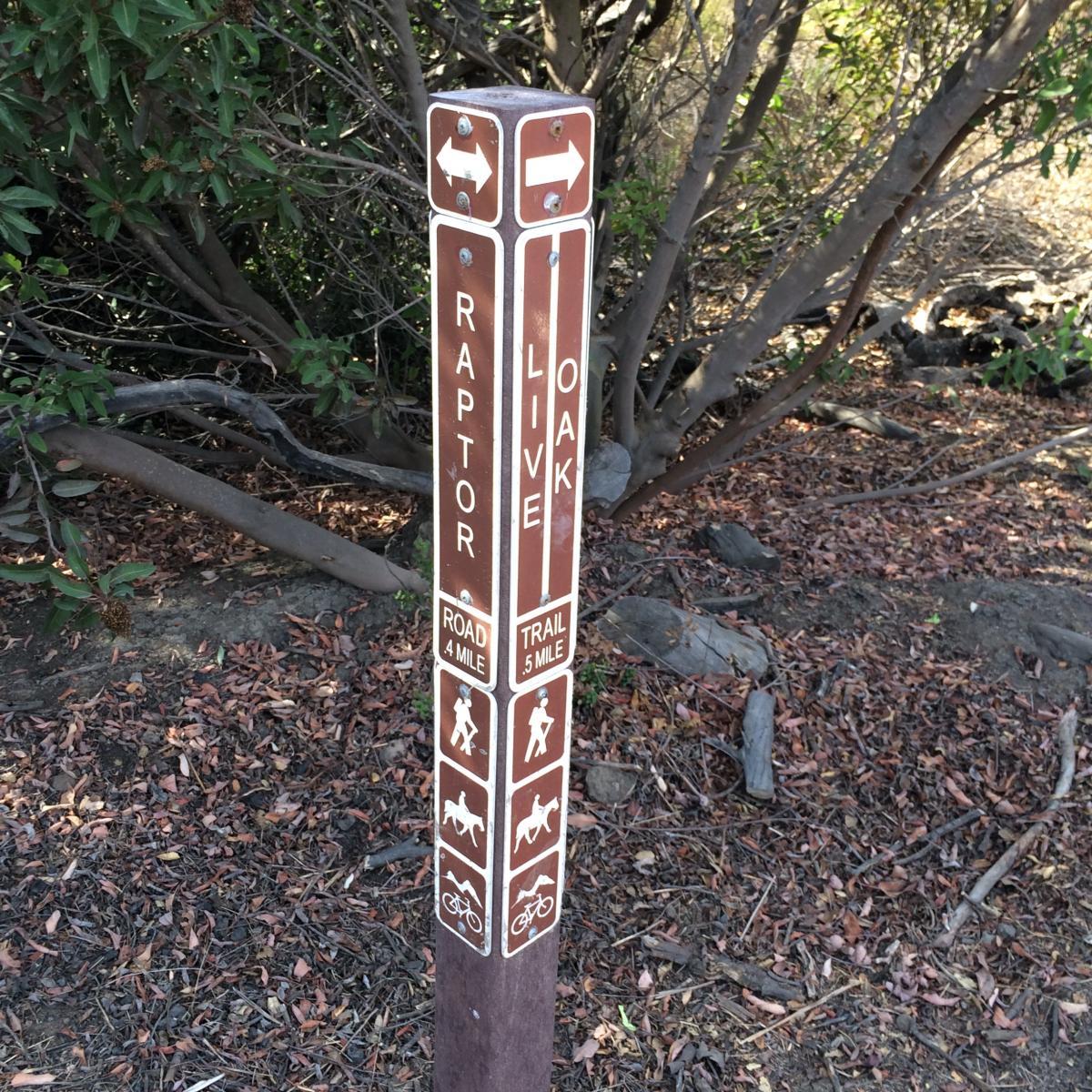 A directional signpost in a natural setting, indicating the Raptor Road (4 miles) and Live Oak Trail (5 miles), with symbols for walking, horseback riding, and biking. Surrounding vegetation includes bushes and dry leaves. Raptor Road mountain bike trail.