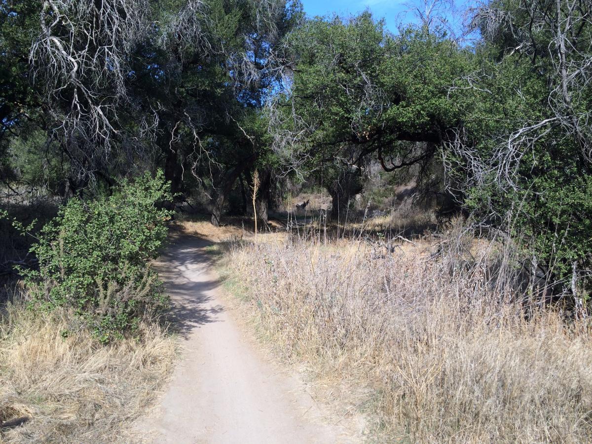 A winding dirt path surrounded by lush green bushes and tall grasses, leading through a wooded area with large trees casting shadows under a clear blue sky. Live Oak mountain bike trail.
