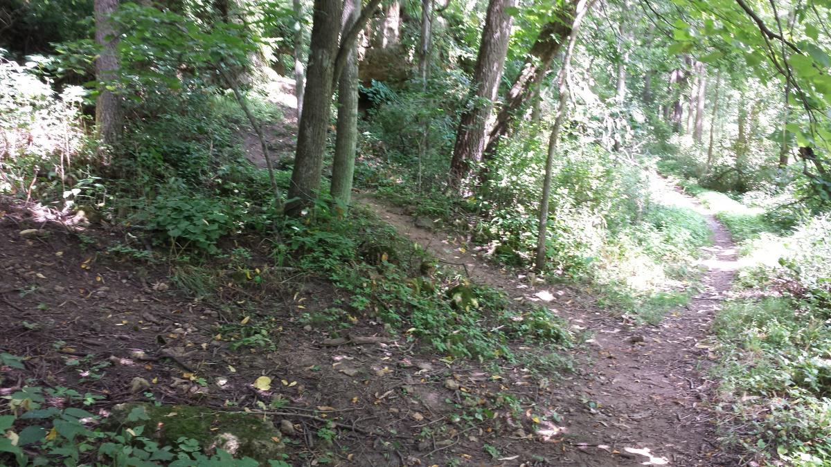 A woodland scene showing two dirt paths diverging through a lush green forest. The left path is slightly overgrown with vegetation, surrounded by trees and underbrush, while the right path appears clearer and more open, leading deeper into the woods. Sunlight filters through the leaves, illuminating parts of the scene. FDR Park mountain bike trail.