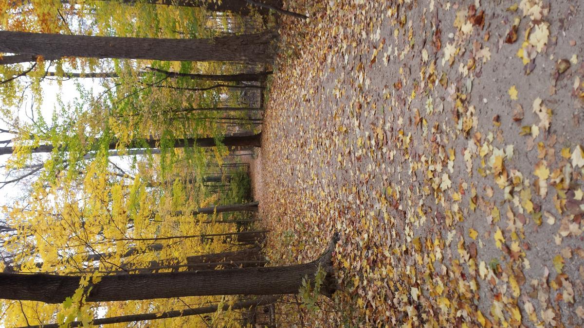 A peaceful forest path covered with fallen yellow and brown leaves, lined by trees with green and yellow foliage, creating a serene autumn landscape. Hudson Springs Park mountain bike trail.