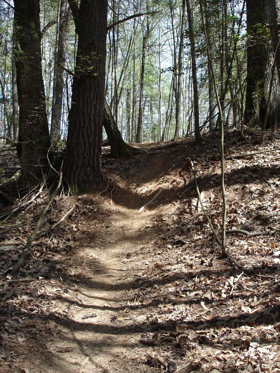 A narrow dirt trail winding through a deciduous forest, surrounded by tall trees and scattered leaves on the ground. Sunlight filters through the foliage, creating a serene and inviting atmosphere in the woodland setting. Overmountain Victory Trail mountain bike trail.