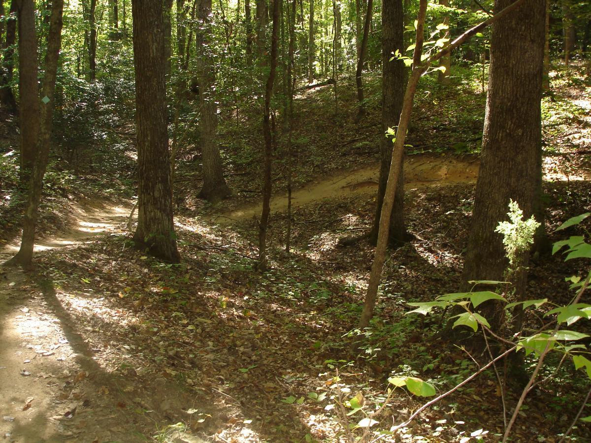 A winding dirt path through a lush forest, surrounded by tall trees and dappled sunlight filtering through the leaves. The ground is covered with fallen leaves and small plants, creating a natural and serene atmosphere. Itusi @ Lake Norman State Park mountain bike trail.