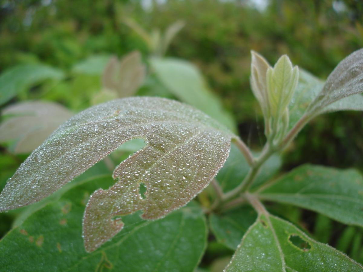 Close-up of leaves covered in water droplets, with new growth visible in the background. The image captures the texture and detail of the leaves, highlighting their green hues and the shimmering droplets of moisture. Tsali Recreation Area mountain bike trail.