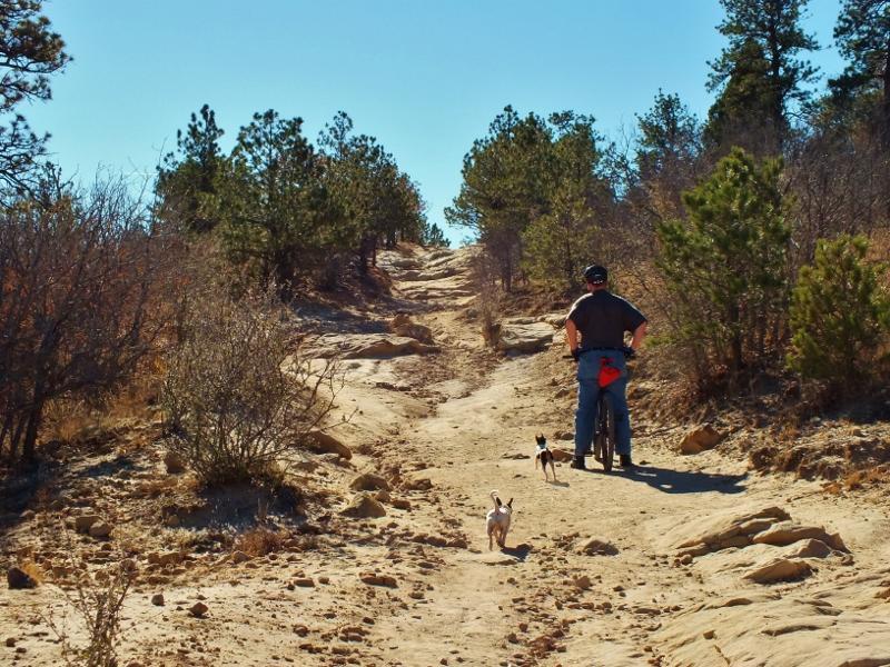 A person standing on a dirt hiking trail surrounded by pine trees, with two small dogs running ahead. The scene is set on a sunny day, showcasing a clear blue sky and rocky terrain leading up the path. Ute Valley Park mountain bike trail.