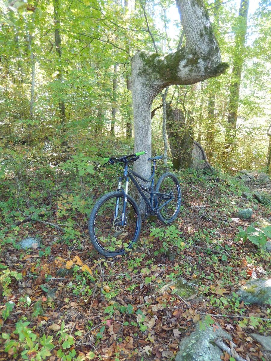 Santa Cruz Tallboy LT: A mountain bike leaning against a tree in a forested area, surrounded by green foliage and scattered autumn leaves on the ground. The scene is illuminated by soft natural light filtering through the trees.