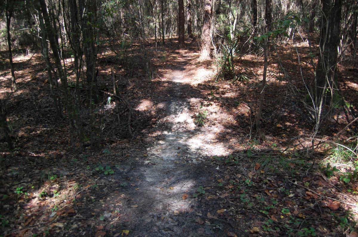 Path through a wooded area, surrounded by trees and scattered fallen leaves, with dappled sunlight filtering through the foliage. Tillie Fowler Regional Park mountain bike trail.