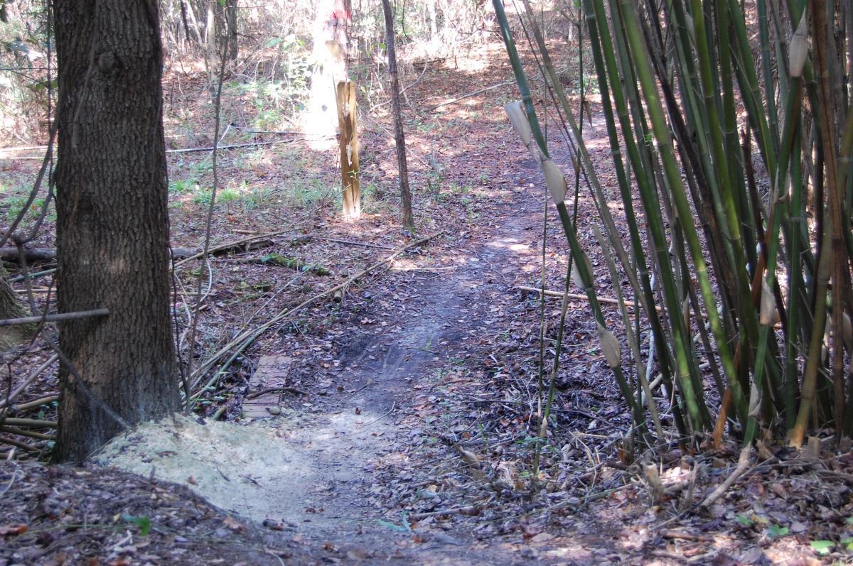 A narrow dirt path winding through a wooded area, bordered by trees and bamboo. Sunlight filters through the foliage, illuminating the ground covered in fallen leaves and small branches. A wooden post is visible in the background, indicating the trail's direction. Tillie Fowler Regional Park mountain bike trail.