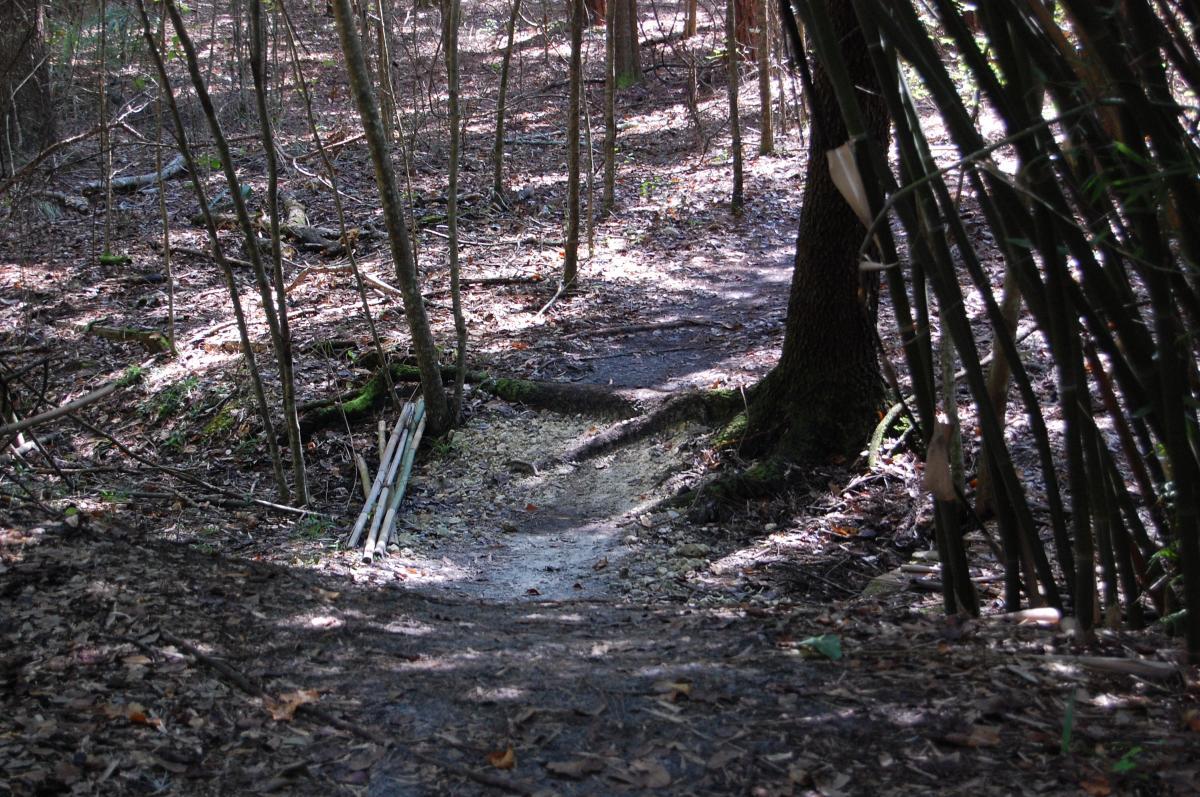 A winding dirt path through a wooded area, surrounded by trees and underbrush. Sunlight filters through the canopy, illuminating patches of the ground covered in fallen leaves and scattered twigs. Tillie Fowler Regional Park mountain bike trail.