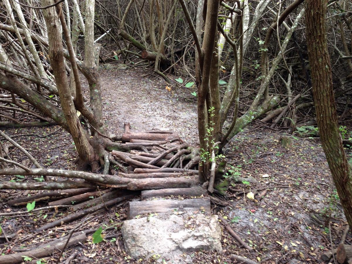 A narrow, muddy path through a dense thicket of trees and branches, featuring a makeshift wooden bridge constructed from logs. The ground is covered with fallen leaves, and the surrounding vegetation is lush and tangled. West Delray Regional Park mountain bike trail.