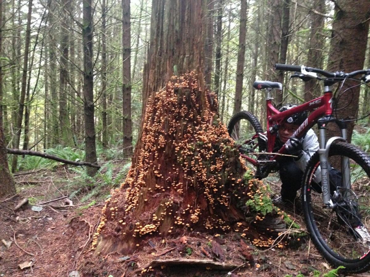 Specialized Stumpjumper FSR Elite 29er: A person crouches beside a large tree stump covered in orange mushrooms, while a mountain bike leans against the stump. The background features a dense forest with tall trees and greenery.