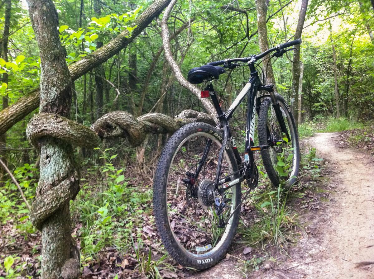 A mountain bike parked beside a twisted tree trunk on a dirt trail surrounded by lush greenery and dense forest. MoMBA @ Huffman MetroPark mountain bike trail.
