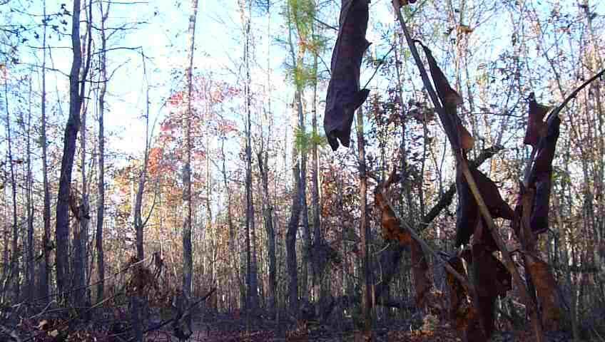 A quiet forest scene with tall, bare trees and scattered autumn leaves, capturing the essence of a late fall day. The sky is clear and bright, providing natural light that highlights the woodland atmosphere. Haw Creek Park mountain bike trail.