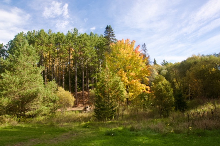 A scenic view of a forest during autumn, featuring a mix of vibrant orange, yellow, and green trees against a clear blue sky. The foreground shows lush grass and scattered shrubs, while tall pine trees create a dense backdrop.