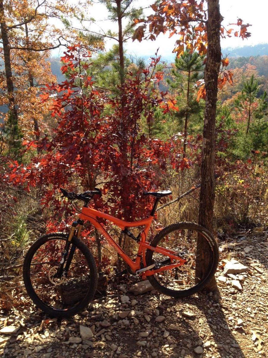 A vibrant orange mountain bike leaning against a tree surrounded by colorful autumn foliage, with red and green leaves contrasting against a bright blue sky in the background. The scene captures a serene outdoor landscape perfect for biking adventures. Tsali Recreation Area mountain bike trail.