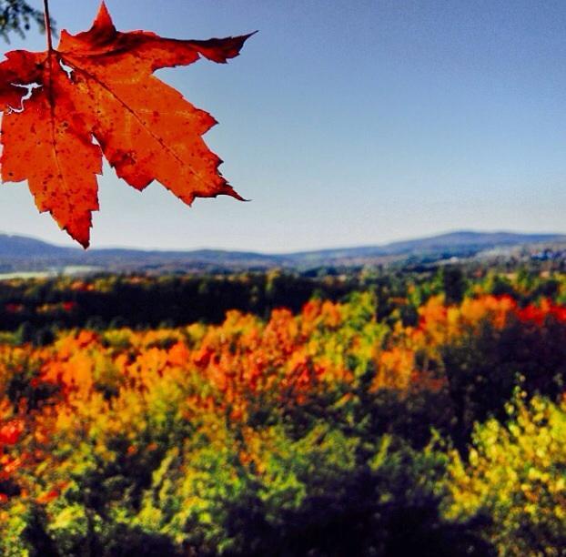 A vibrant orange maple leaf hangs in the foreground, with a picturesque landscape of rolling hills and colorful autumn foliage in the background. The clear blue sky complements the warm colors of the leaves, creating a serene fall scene. Fairfax Falls mountain bike trail.