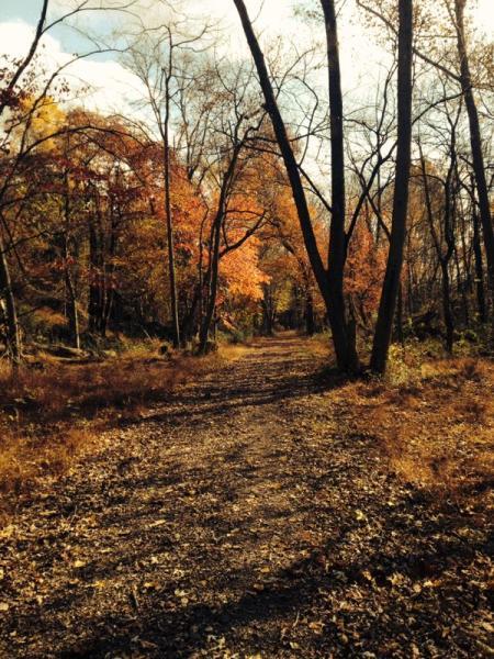 A tranquil forest path lined with trees showcasing vibrant autumn foliage, including shades of orange and yellow. The ground is covered with fallen leaves, and the scene is illuminated by soft, natural light, creating a peaceful outdoor atmosphere. Valley Forge Park River Trail mountain bike trail.