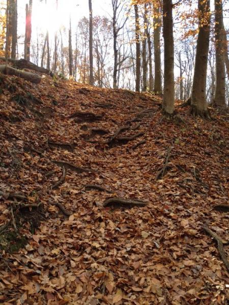 A wooded trail covered in colorful autumn leaves, leading uphill. The path is lined with tree roots, and the sun is shining through the trees in the background, creating a warm and inviting atmosphere. Caesar Creek mountain bike trail.