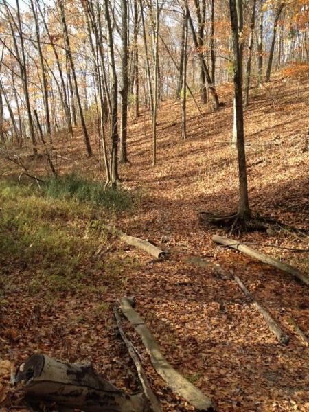 A serene forest scene in autumn, featuring a hillside covered in fallen leaves and scattered logs. Tall trees with bare branches rise from the slope, while patches of green grass peek through the foliage. The tranquil path winds through the landscape, inviting exploration. Caesar Creek mountain bike trail.